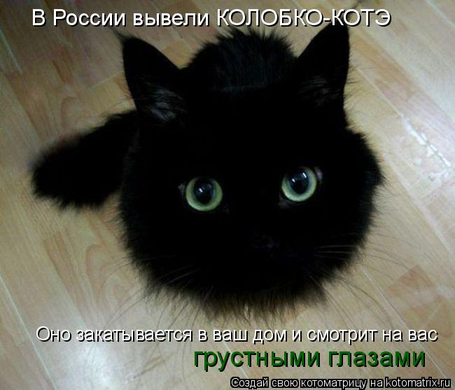 В России вывели КОЛОБКО-КОТЭ Оно закатывается в ваш дом и смотрит на вас грустными глазами... Котоматрица: В России вывели КОЛОБКО-КОТЭ Оно закатывается в ваш дом и смотрит на вас грустными глазами