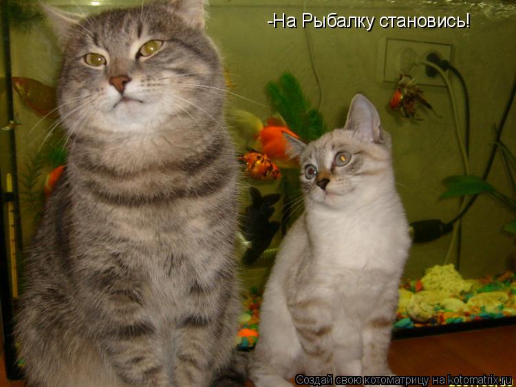 -На Рыбалку становись!... Котоматрица: -На Рыбалку становись!