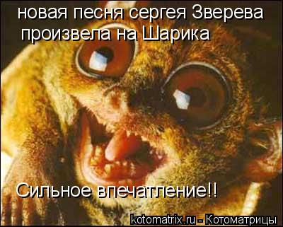 новая песня сергея Зверева произвела на Шарика Сильное впечатление!!... Котоматрица: новая песня сергея Зверева произвела на Шарика Сильное впечатление!!