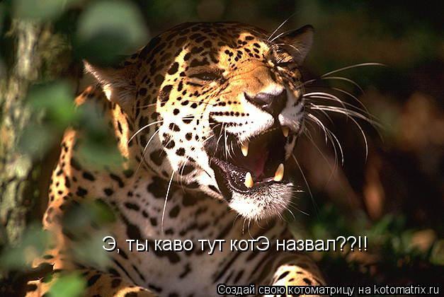 Э, ты каво тут котЭ назвал??!!... Котоматрица: Э, ты каво тут котЭ назвал??!!