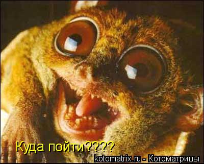 Куда пойти????... Котоматрица: Куда пойти????