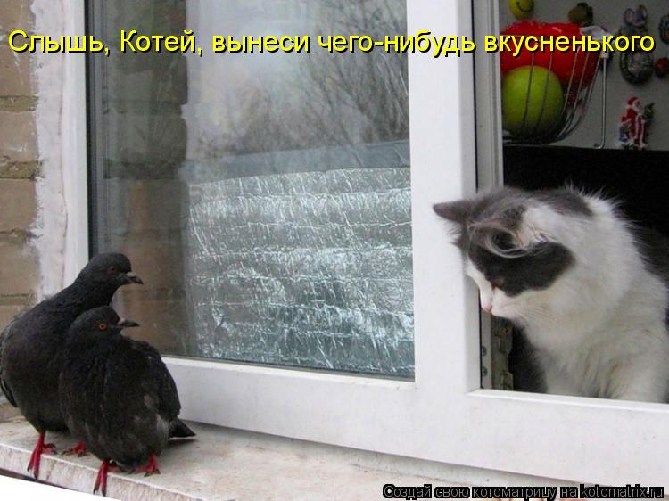 Слышь, Котей, вынеси чего-нибудь вкусненького... Котоматрица: Слышь, Котей, вынеси чего-нибудь вкусненького
