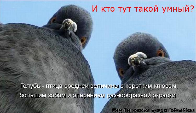 Голубь - птица средней величины с коротким клювом, большим зобом и оперением разнообразной окраски ... Котоматрица: Голубь - птица средней величины с коротким клювом, большим зобом и оперением разнообразной окраски И кто тут такой умный?