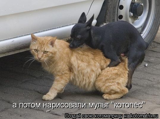 а потом нарисовали мульт "котопёс"... Котоматрица: а потом нарисовали мульт "котопёс"