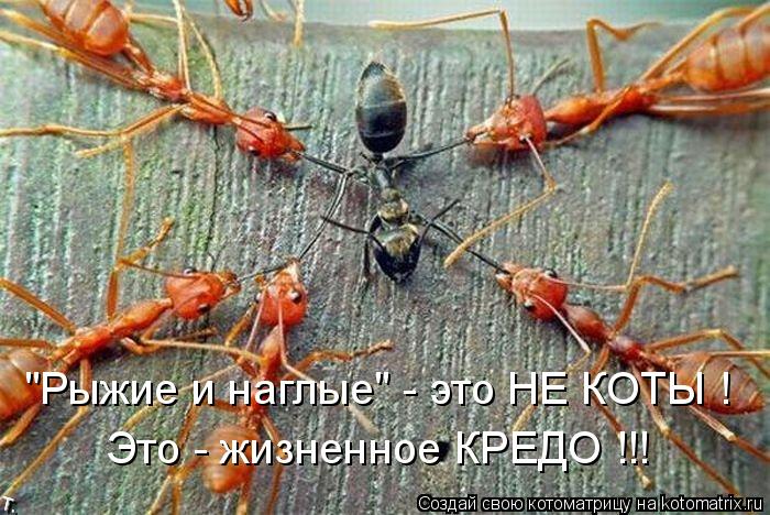 "Рыжие и наглые" - это НЕ КОТЫ ! Это - жизненное КРЕДО !!!... Котоматрица: "Рыжие и наглые" - это НЕ КОТЫ ! Это - жизненное КРЕДО !!!