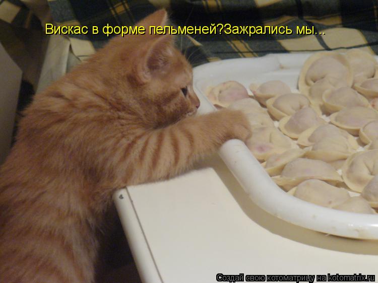 Вискас в форме пельменей?Зажрались мы...... Котоматрица: Вискас в форме пельменей?Зажрались мы...