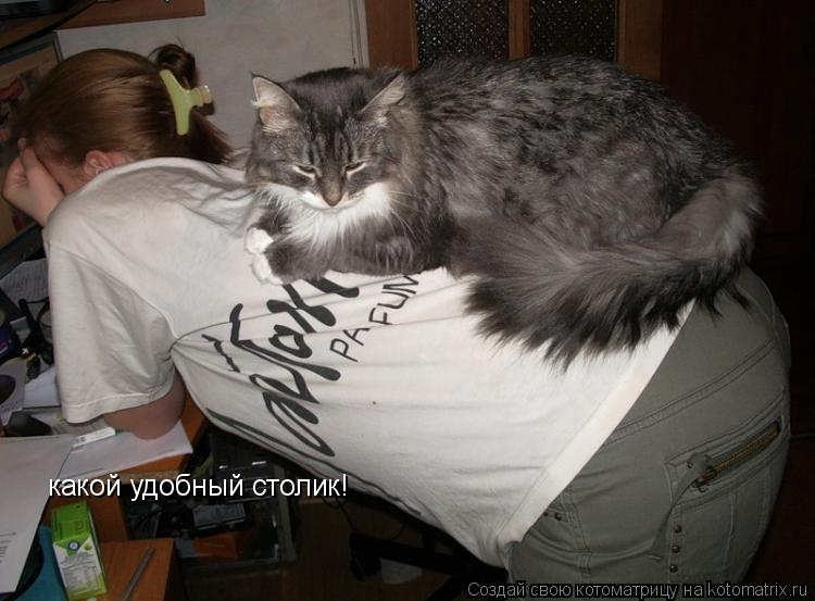 какой удобный столик!... Котоматрица: какой удобный столик!