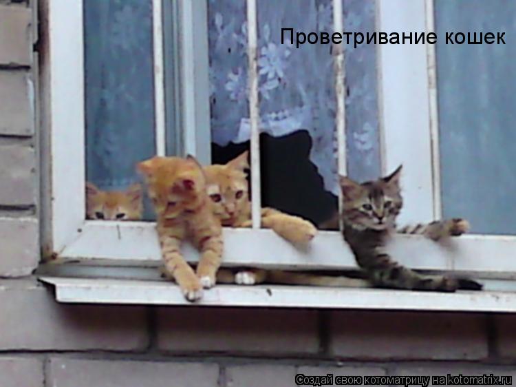 Котоматрица: Проветривание кошек