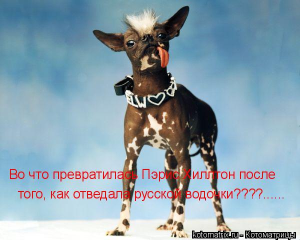 Во что превратилась Пэрис Хиллтон после того, как отведала русской водочки????......... Котоматрица: Во что превратилась Пэрис Хиллтон после того, как отведала русской водочки????......