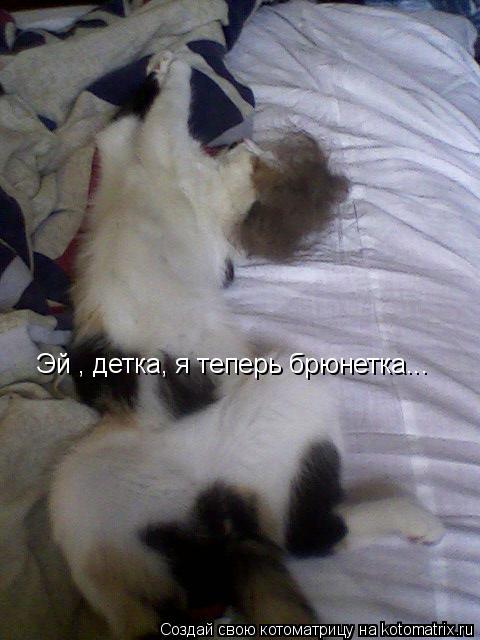 Эй , детка, я теперь брюнетка...... Котоматрица: Эй , детка, я теперь брюнетка...