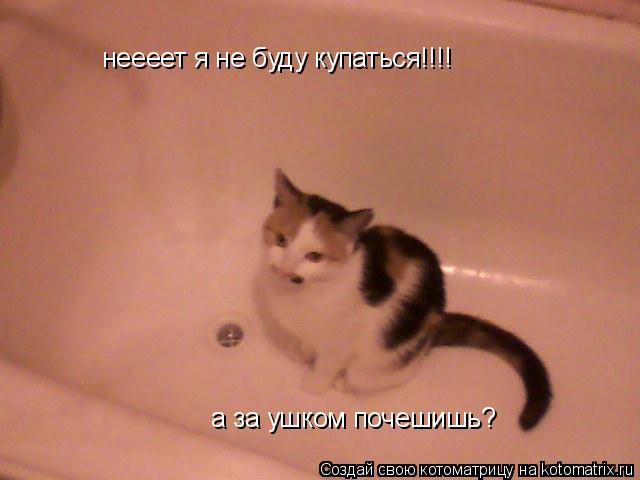 неееет я не буду купаться!!!! а за ушком почешишь?... Котоматрица: неееет я не буду купаться!!!! а за ушком почешишь?