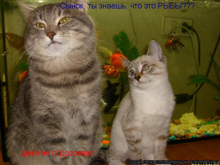 -Сынок, ты знаешь, что это РЫБЫ??? -...даже не подозревал...... Котоматрица: -Сынок, ты знаешь, что это РЫБЫ??? -...даже не подозревал...