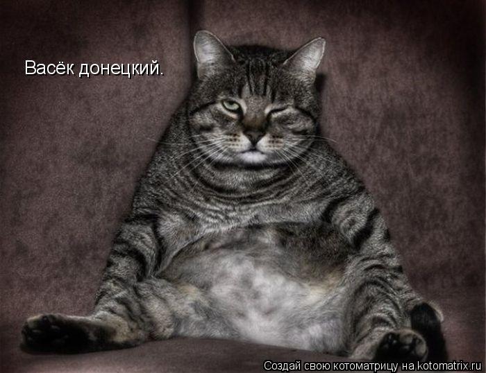 Котоматрица: Васёк донецкий.