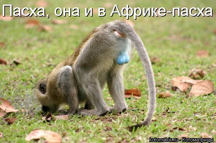 Пасха, она и в Африке-пасха... Котоматрица: Пасха, она и в Африке-пасха