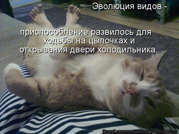 Эволюция видов - открывания двери холодильника... ходьбы на цыпочках и приспособление развилось для... Котоматрица: Эволюция видов - открывания двери холодильника... ходьбы на цыпочках и приспособление развилось для
