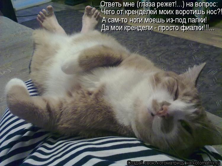 Чего от кренделей моих воротишь нос?!.... А сам-то ноги моешь из-под палки! Ответь мне (глаза режет!.... Котоматрица: Чего от кренделей моих воротишь нос?!.... А сам-то ноги моешь из-под палки! Ответь мне (глаза режет!...) на вопрос: Да мои крендели - просто фиалки!