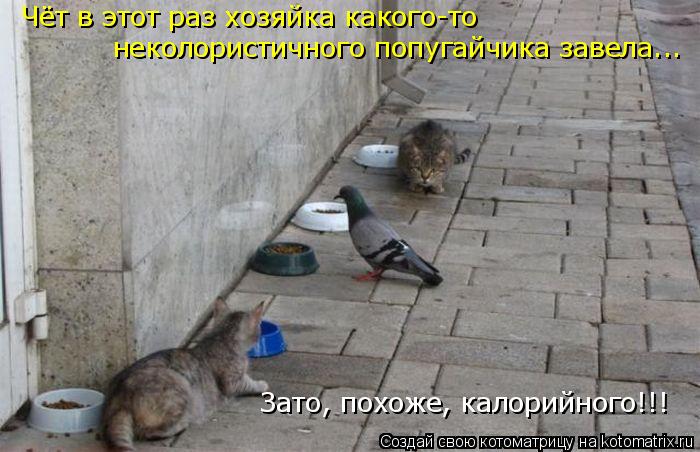 Чёт в этот раз хозяйка какого-то неколористичного попугайчика завела... Зато, похоже, калорийного!!!... Котоматрица: Чёт в этот раз хозяйка какого-то неколористичного попугайчика завела... Зато, похоже, калорийного!!!