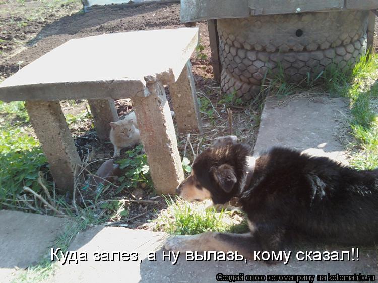 Куда залез, а ну вылазь, кому сказал!!... Котоматрица: Куда залез, а ну вылазь, кому сказал!!