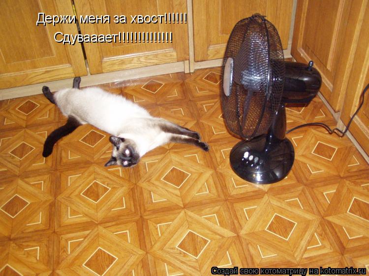 Держи меня за хвост!!!!!! Сдувааает!!!!!!!!!!!!!!... Котоматрица: Держи меня за хвост!!!!!! Сдувааает!!!!!!!!!!!!!!