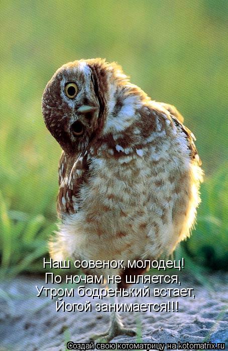 Котоматрица: Наш совенок,молодец! По ночам не шляется, Утром бодренький встает, Йогой занимается!!!