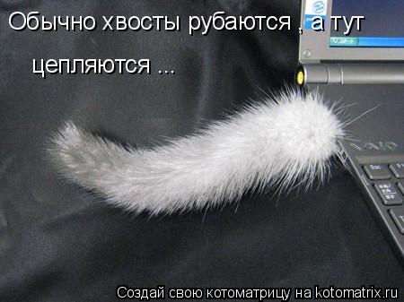 Обычно хвосты рубаются , а тут цепляются ...... Котоматрица: Обычно хвосты рубаются , а тут цепляются ...