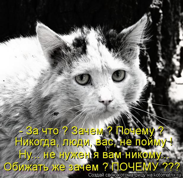 Котоматрица: - За что ? Зачем ? Почему ? Никогда, люди, вас, не пойму ! Ну... не нужен я вам никому... Обижать же зачем ? ПОЧЕМУ ???