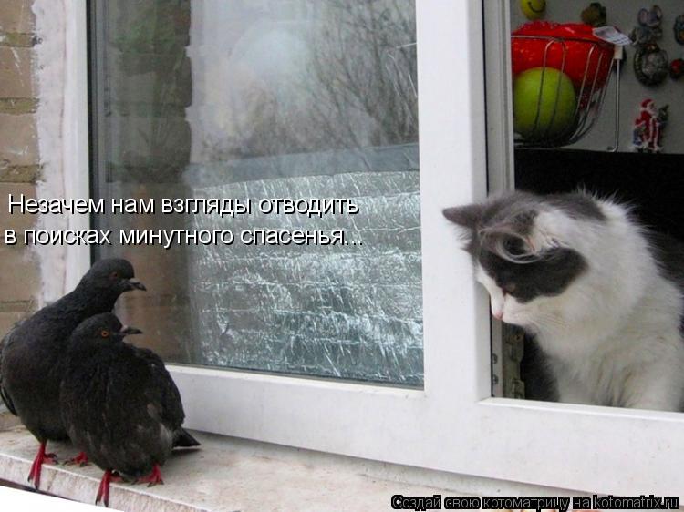 Незачем нам взгляды отводить в поисках минутного спасенья...... Котоматрица: Незачем нам взгляды отводить в поисках минутного спасенья...