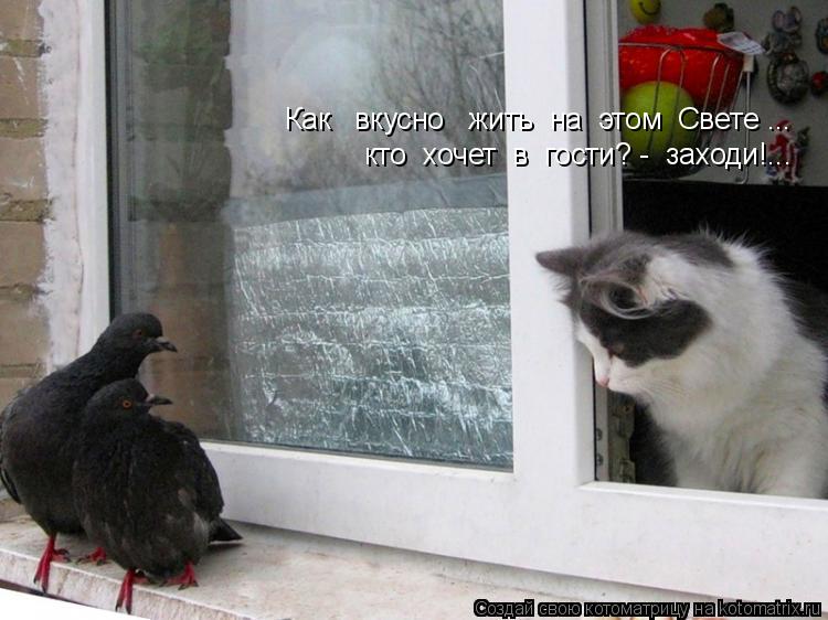 Как вкусно жить на этом Свете ... кто хочет в гости? - заходи!...... Котоматрица: Как вкусно жить на этом Свете ... кто хочет в гости? - заходи!...