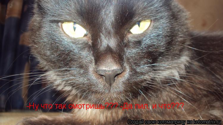 -Ну что так смотришь??? -Да пил, и что???... Котоматрица: -Ну что так смотришь??? -Да пил, и что???