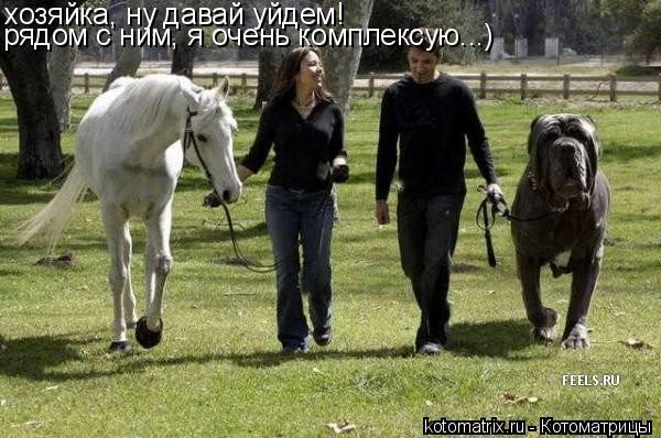 Котоматрица: хозяйка, ну давай уйдем! рядом с ним, я очень комплексую...)