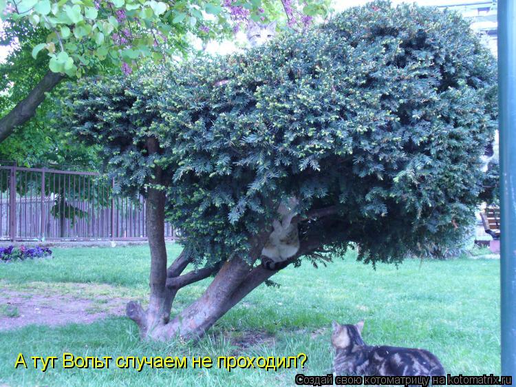А тут Вольт случаем не проходил?... Котоматрица: А тут Вольт случаем не проходил?