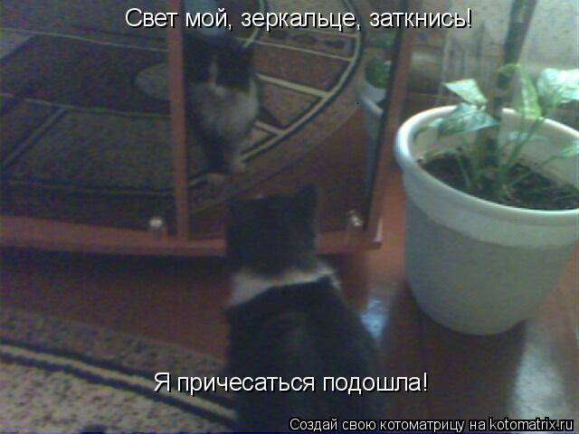 Свет мой, зеркальце, заткнись! Я причесаться подошла!... Котоматрица: Свет мой, зеркальце, заткнись! Я причесаться подошла!