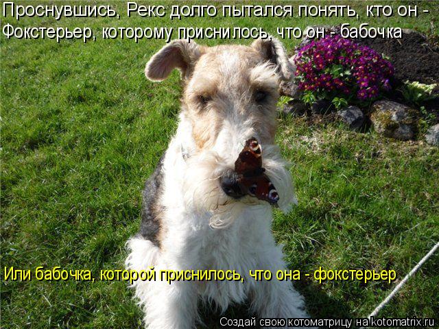 Проснувшись, Рекс долго пытался понять, кто он - Фокстерьер, которому приснилось, что он - бабочка И... Котоматрица: Проснувшись, Рекс долго пытался понять, кто он - Фокстерьер, которому приснилось, что он - бабочка Или бабочка, которой приснилось, что она -