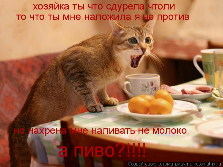 хозяйка ты что сдурела чтоли а пиво?!!!! но нахрена мне наливать не молоко то что ты мне наложила я н... Котоматрица: хозяйка ты что сдурела чтоли а пиво?!!!! но нахрена мне наливать не молоко то что ты мне наложила я не против