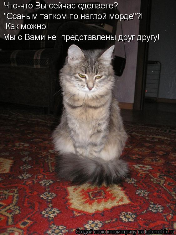 Что-что Вы сейчас сделаете? "Ссаным тапком по наглой морде"?! Как можно! Мы с Вами не представлены д... Котоматрица: Что-что Вы сейчас сделаете? "Ссаным тапком по наглой морде"?! Как можно! Мы с Вами не представлены друг другу!