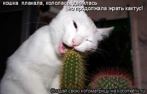 Котоматрица: кошка  плакала, кололась, давилась но продолжала жрать кактус!