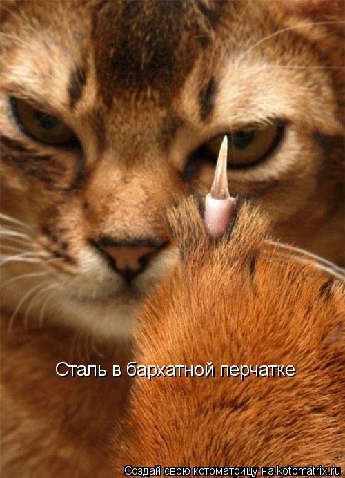 Сталь в бархатной перчатке... Котоматрица: Сталь в бархатной перчатке