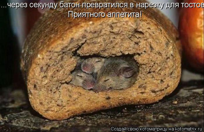 Приятного аппетита! ...через секунду батон превратился в нарезку для тостов.... Котоматрица: Приятного аппетита! ...через секунду батон превратился в нарезку для тостов.