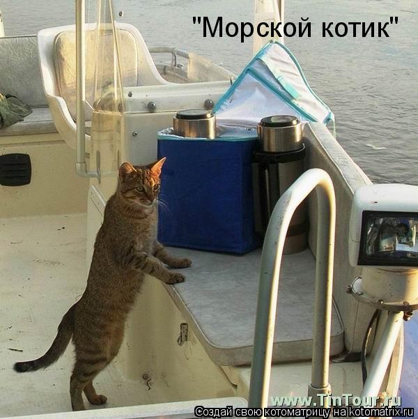 "Морской котик"... Котоматрица: "Морской котик"
