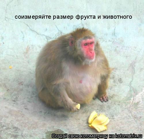 соизмеряйте размер фрукта и животного... Котоматрица: соизмеряйте размер фрукта и животного