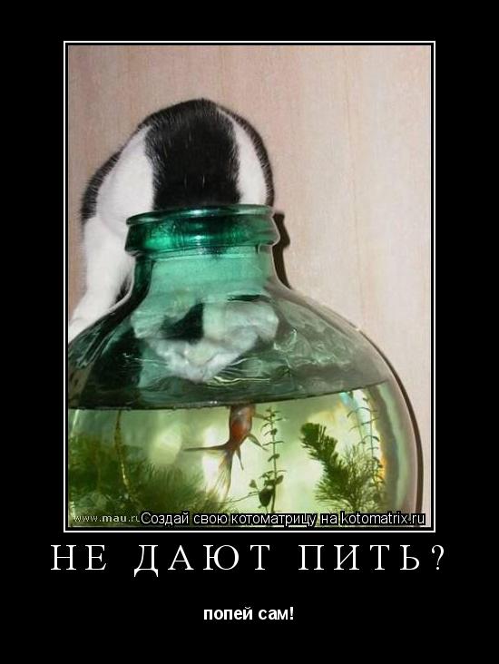 не дают пить? попей сам!... Котоматрица: не дают пить? попей сам!