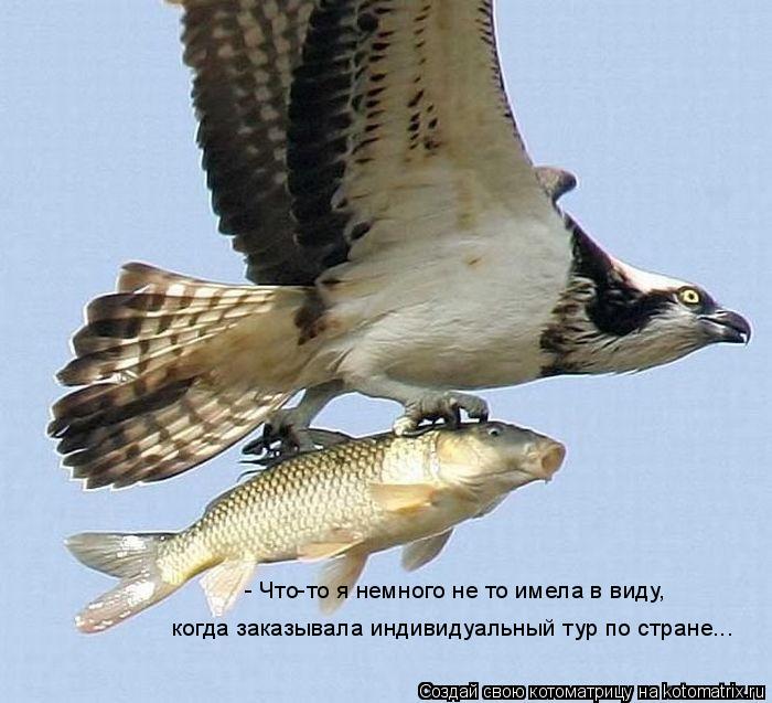 - Что-то я немного не то имела в виду, когда заказывала индивидуальный тур по стране...... Котоматрица: - Что-то я немного не то имела в виду, когда заказывала индивидуальный тур по стране...