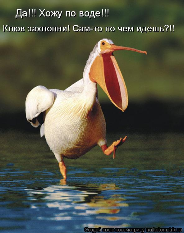 Да!!! Хожу по воде!!! Клюв захлопни! Сам-то по чем идешь?!!... Котоматрица: Да!!! Хожу по воде!!! Клюв захлопни! Сам-то по чем идешь?!!