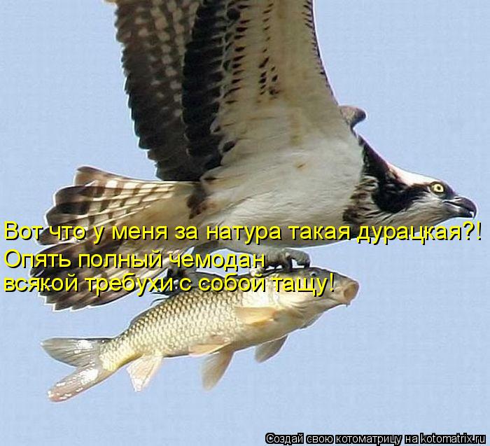 Вот что у меня за натура такая дурацкая?! Опять полный чемодан всякой требухи с собой тащу!... Котоматрица: Вот что у меня за натура такая дурацкая?! Опять полный чемодан всякой требухи с собой тащу!