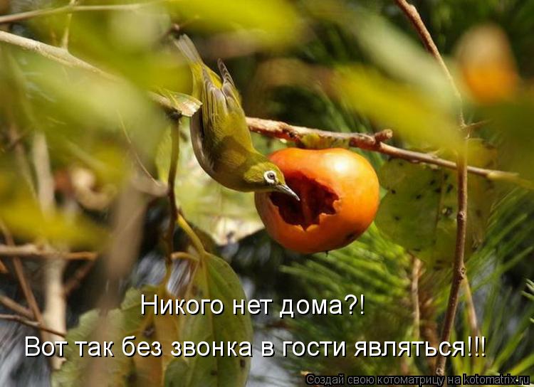Никого нет дома?! Вот так без звонка в гости являться!!!... Котоматрица: Никого нет дома?! Вот так без звонка в гости являться!!!