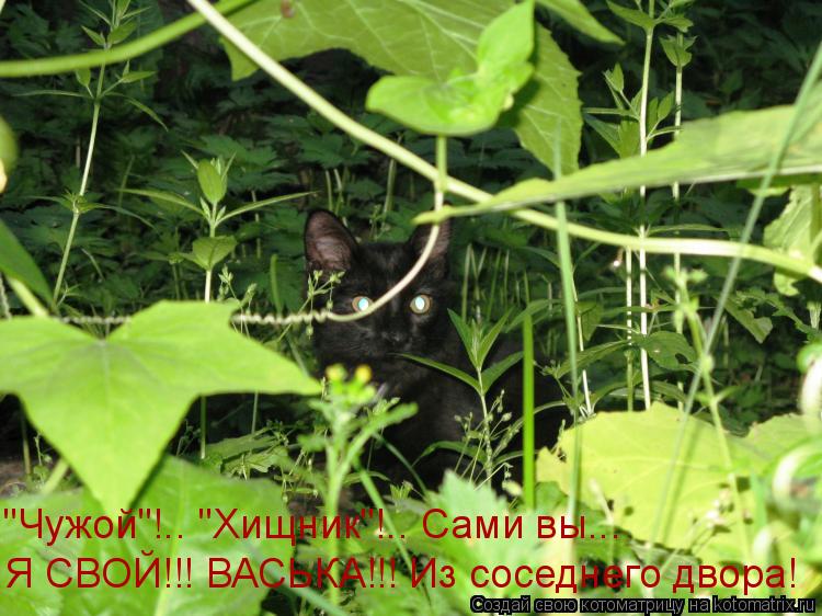 "Чужой"!.. "Хищник"!.. Сами вы... Я СВОЙ!!! ВАСЬКА!!! Из соседнего двора!... Котоматрица: "Чужой"!.. "Хищник"!.. Сами вы... Я СВОЙ!!! ВАСЬКА!!! Из соседнего двора!