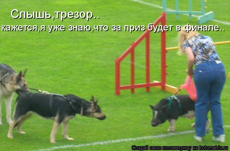 Слышь,трезор.. кажется,я уже знаю,что за приз будет в финале..... Котоматрица: Слышь,трезор.. кажется,я уже знаю,что за приз будет в финале..