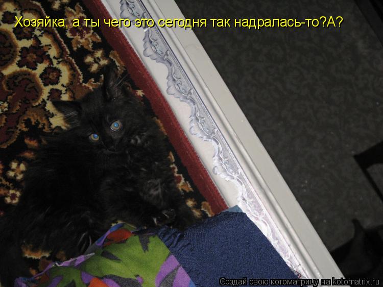 Хозяйка, а ты чего это сегодня так надралась-то?А?... Котоматрица: Хозяйка, а ты чего это сегодня так надралась-то?А?