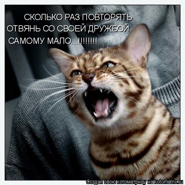 СКОЛЬКО РАЗ ПОВТОРЯТЬ ОТВЯНЬ СО СВОЕЙ ДРУЖБОЙ САМОМУ МАЛО...!!!!!!!!... Котоматрица: СКОЛЬКО РАЗ ПОВТОРЯТЬ ОТВЯНЬ СО СВОЕЙ ДРУЖБОЙ САМОМУ МАЛО...!!!!!!!!