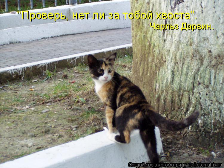 "Проверь, нет ли за тобой хвоста". Чарльз Дарвин.... Котоматрица: "Проверь, нет ли за тобой хвоста". Чарльз Дарвин.
